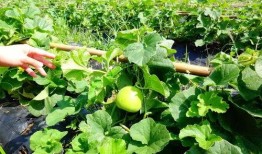 甜瓜乐园最新的爆料,揭秘明星们的甜蜜生活幕后故事